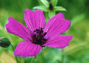 Geranium cinereum ssp subcaulescens 'Guiseppii'